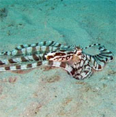 Catch the metamorphic octopus in the Gulf of Thailand