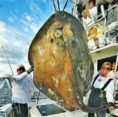 Catch the 'monster fish' 362kg