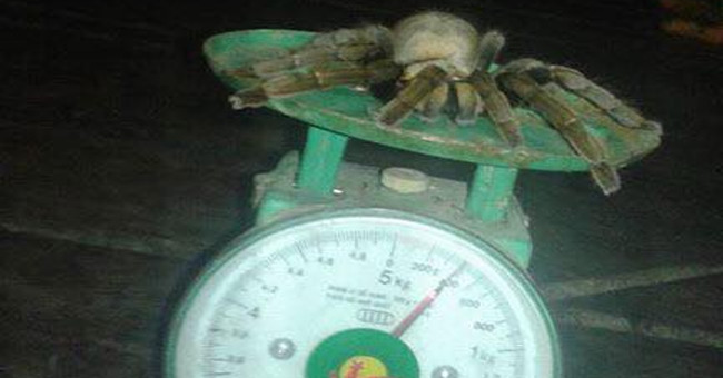 Catch the 'monster' spider of 20cm long in Hoa Binh