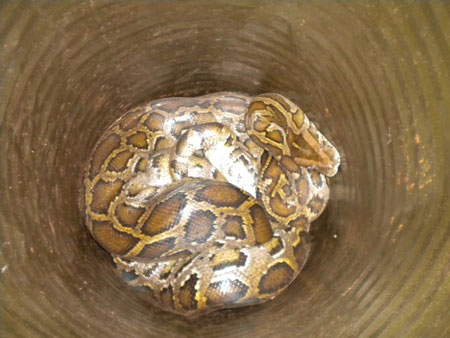 Catch the python vinegar 'swallow the goat'