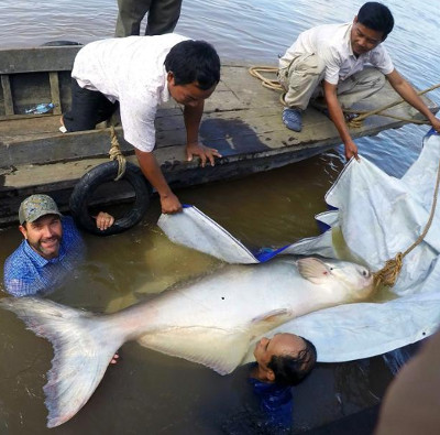 Catch the rare giant catfish on the Mekong River