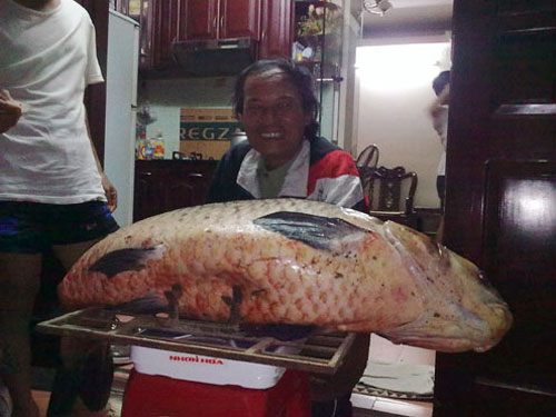 Catch the record heavy black carp in Hanoi