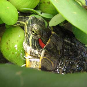 Catch the red-eared Lake Sword turtle in March