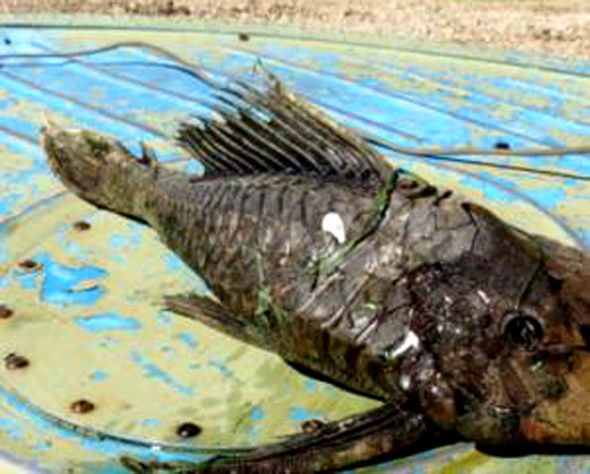 Catch the reptile monster monster fish, mysterious fossil scales