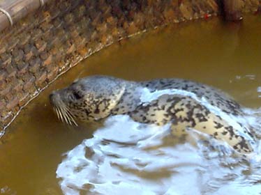 Catch the seal in the sea in Ninh Thuan