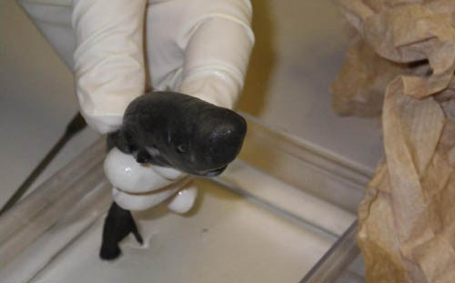 Catch the second sharks that have a bag after 36 years
