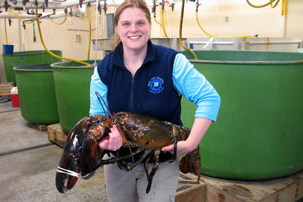 Catch the shrimp weighing 12kg