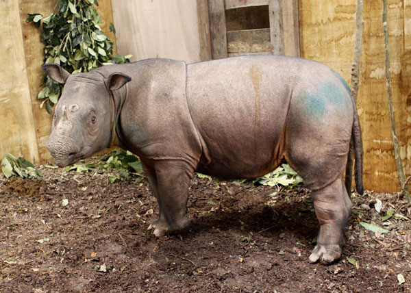 Catch the Sumatra rhino