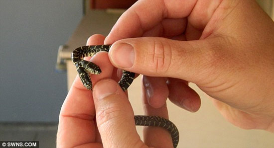 Catch two-headed snakes during gardening