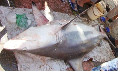 Catch white shark close to Quy Nhon beach