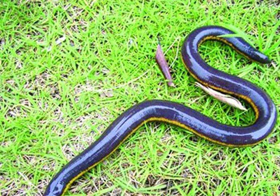 Catching 6 extremely rare Eelonus eel species