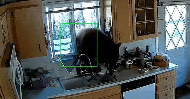 Catching a 2m tall bear, 136kg weighs the house and steals candy