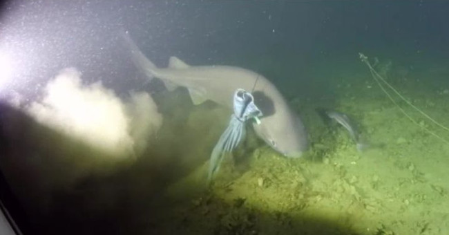 Catching a 6-bearing shark originating before dinosaurs