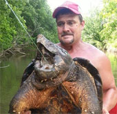 Catching a 'monster monster' is a rare and extremely rare crocodile turtle