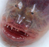Catching a rare, ugly eel