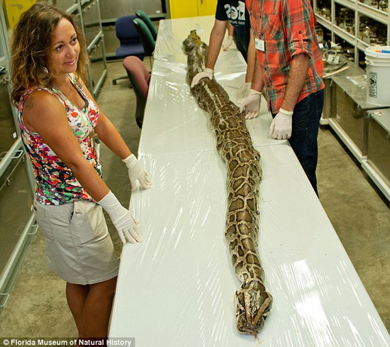 Catching a record Burmese python in the United States