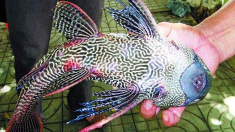 Catching a