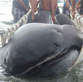Catching a wide mouth shark is rare in the Philippines