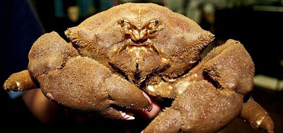 Catching 'cannibalism' crabs