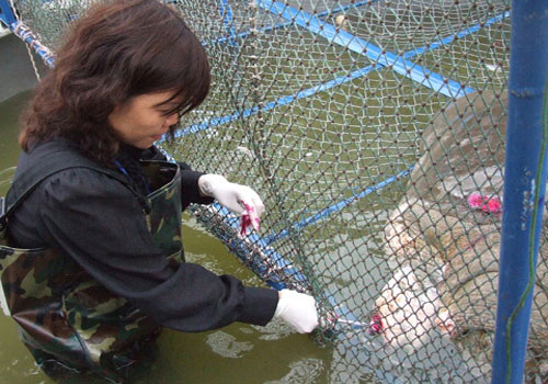 Catching 'descendants' of Ho Guom Turtle?