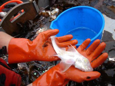 Catching extremely rare albino fish