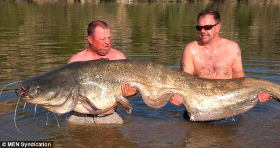 Catching giant catfish weighing nearly 84kg
