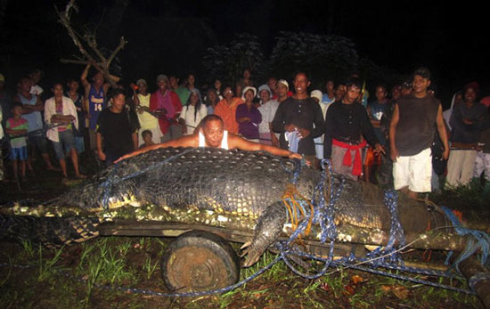 Catching live is big crocodile never seen in the Philippines