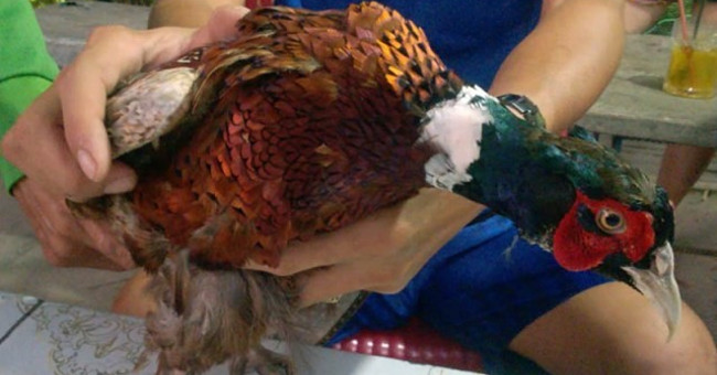 Catching strange birds, suspected to be rare species in the red book