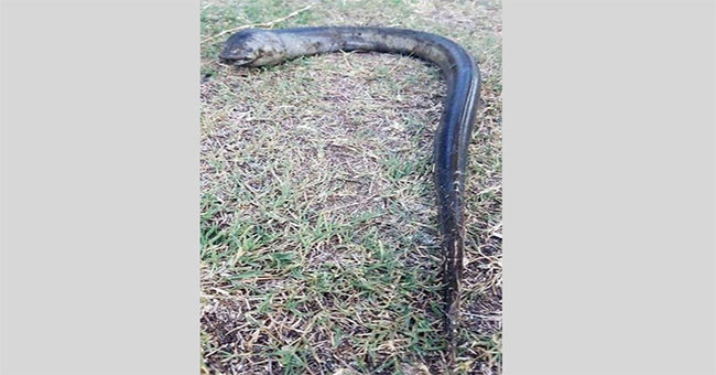 Catching strange creatures in Argentina