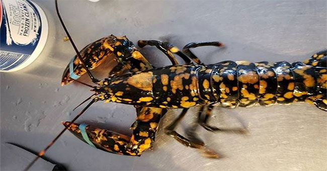 Catching super rare lobster in the US