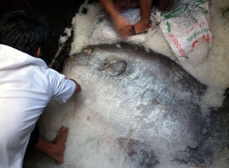 Catching 'Terrible' Moon fish weighs more than 1.2 quintals