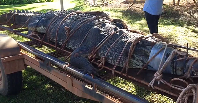 Catching the 60-year-old 'terrible' crocodile, weighing up to 600kg after 8 years of searching