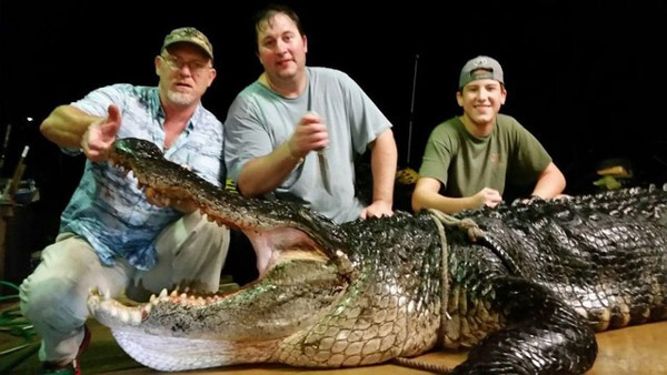 Catching the crocodile weighs 420 kg