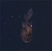 Catching the first fish 'Black sea demon'