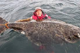 Catching the flounder 'monster' weighs more than 100kg