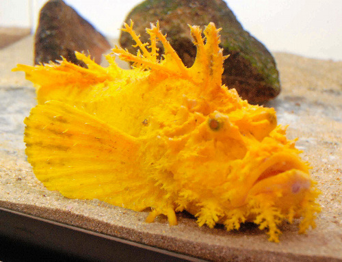 Catching the precious yellow grouper face very rare