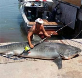 Catching tiger shark weighs nearly 400kg