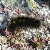 Caterpillars and pika share a scarce food source in the Arctic
