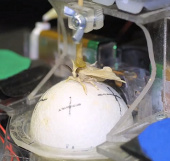 Caterpillars control robots