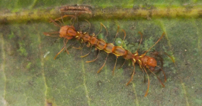 Caterpillars fake ants tricking artificial intelligence