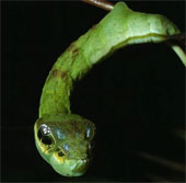 Caterpillars have a snake-like shape