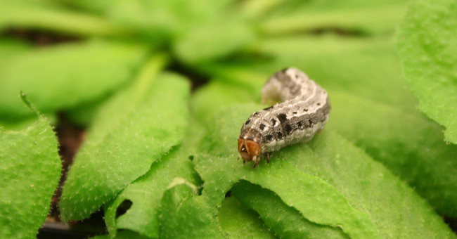 Caterpillars know how to eat poison to defend themselves from enemies