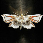 Caterpillars wear spider mite