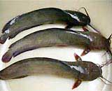 Catfish - a blood-rich dish