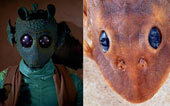 Catfish 'glitter eyes' are named after Star Wars assassins