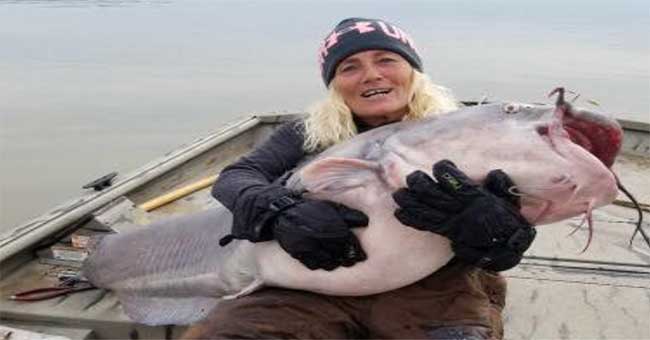 Catfish weighing 40kg biting American fishermen