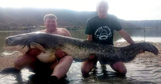 Catfish weighs nearly a pound of old English fishermen