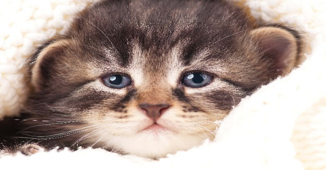 Cats also cry, and you have to be careful with that