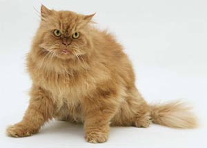 Cats also dot their eyes when they get old