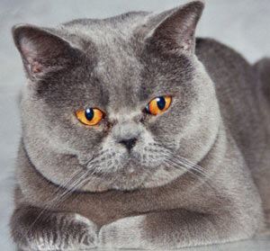Cats also have Alzheimer's